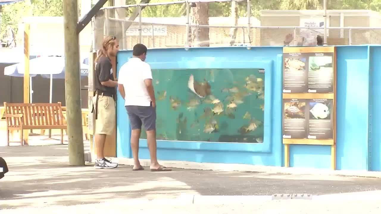 St. Augustine Aquarium ready for big crowds