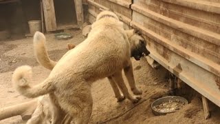 Yemekte Mevzu Çikiyordu Kobra Mambaya Daldi Turkish Dog