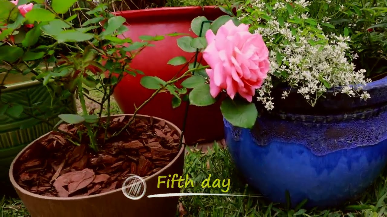 Proven Winners Reminiscent Coral Rose - First bloom//Presentation//Hangout With Annie 