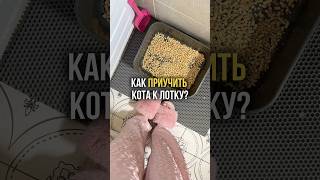 Отправь всем кошатникам🐾Арт: #WW306305 (копируй и вставляй на вб)#cats #лоток #питомцы