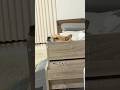 独特アピする柴犬 #柴犬 #shorts