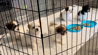 Chihuahua Kyah On Guard While Shih Tzu Puppies Eat