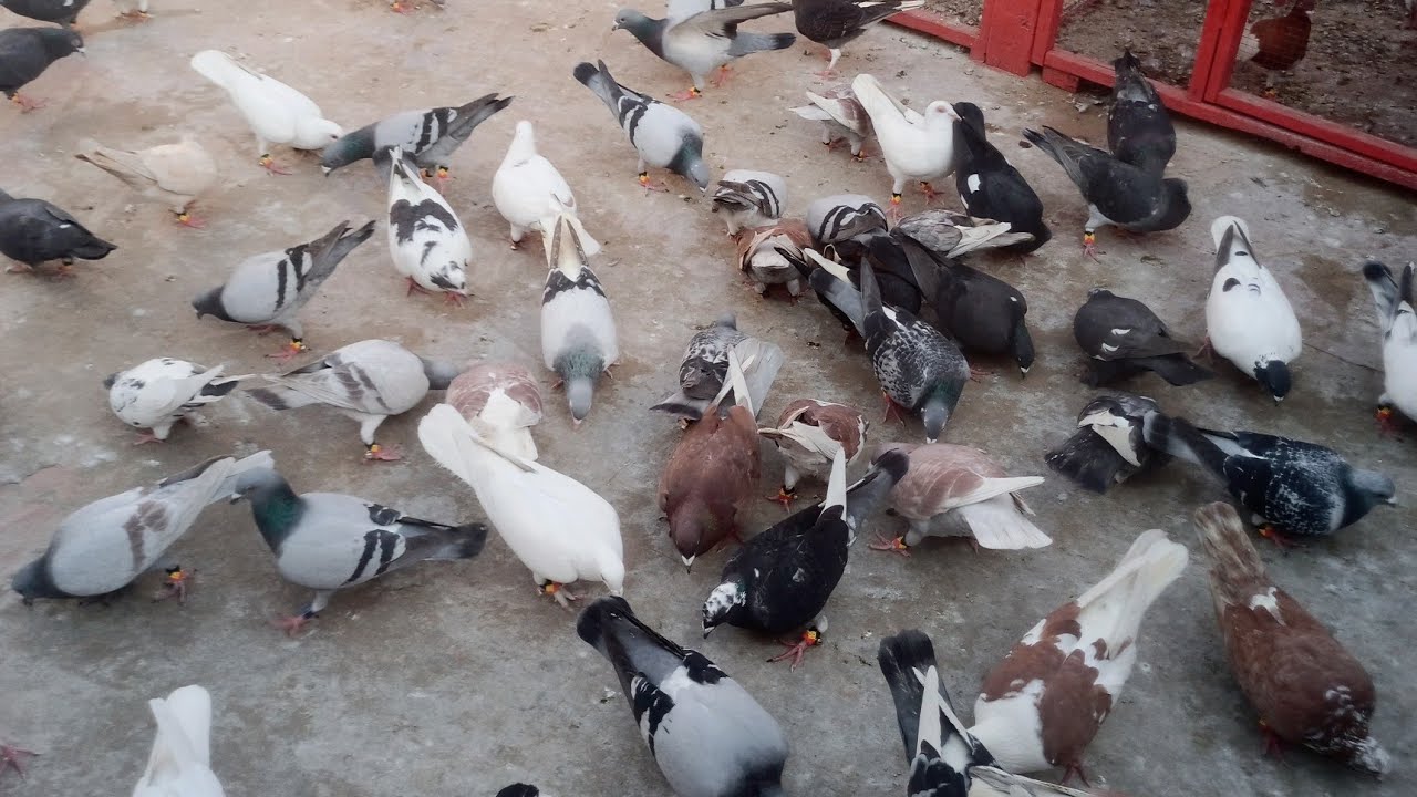 Goola Kabootar Bazi Ka Shooq اج گولا کبوتر بازی کا شوق 🕊️🕊️🕊️