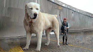 TOP 10 LARGEST DOG BREEDS IN THE WORLD