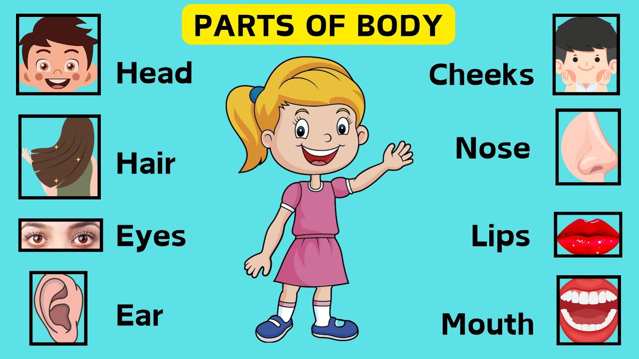 Parts of body | body parts name in english | Improve Your Vocabulary ...