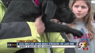 Dog rescued after being stranded on Lake Erie