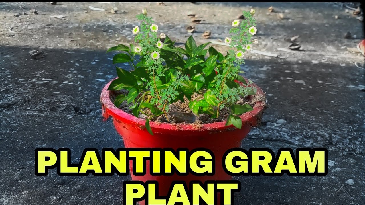 Planting Gram Seeds Explained All Steps In Hindi // School Science