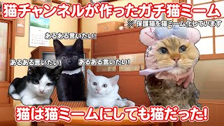 猫チャンネルが本気で作った猫ミームで保護猫あるあるを言いたい