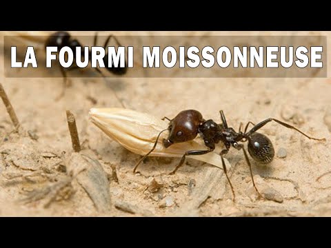 Vidéo: Les fourmis moissonneuses sont-elles claustrales ?