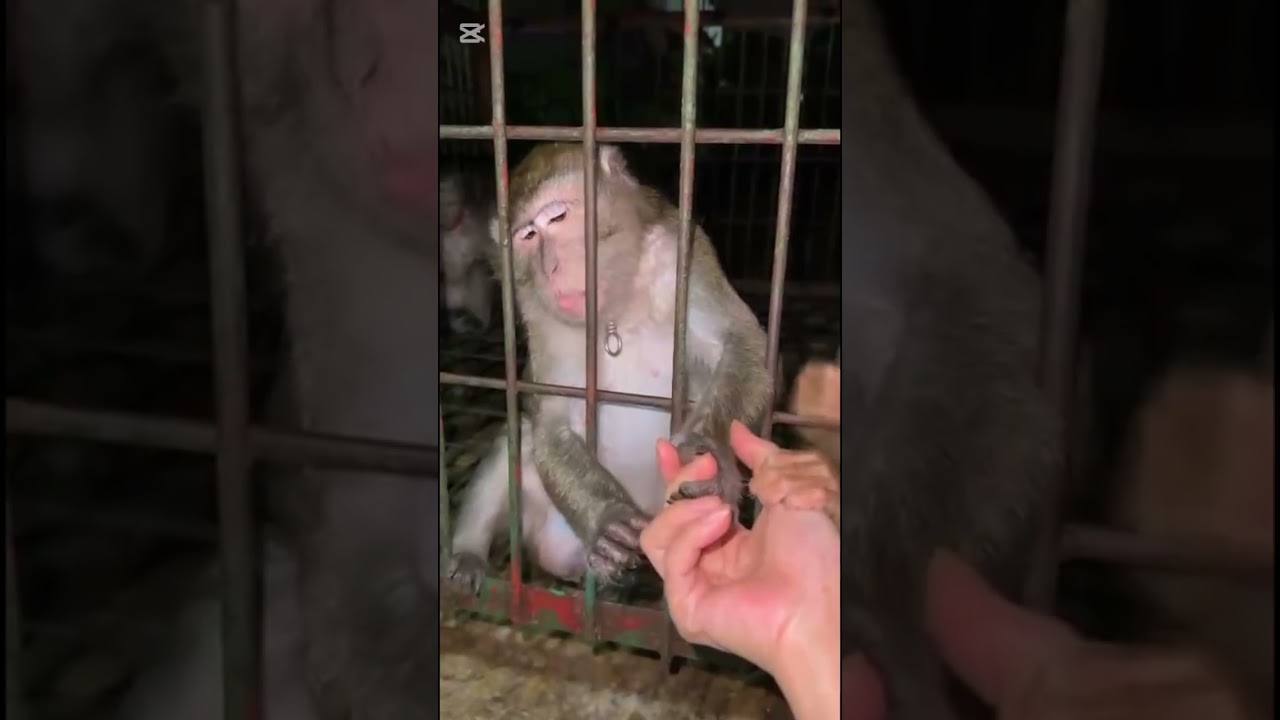 MONCHA CURHAT SAMA MAMI