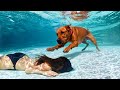 Hero Animals that Saved Human Lives | Best of Summer !