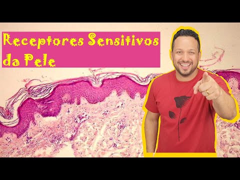 Vídeo: Os receptores estão na pele?