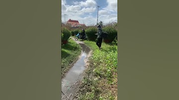 Hoa Cúc Đại Đoá Tết 2023 Khu T Tí Dãnh 2 Thọ Bé 23/10 ÂL D 1M2 1M 85 60 CÔNG TY CP SX HOA CÚC A NHÀN