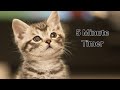 Meowvelous 5minute timer whiskerfilled kitten adventure for kids