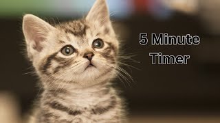 Famous Meowvelous 5-Minute Timer: Whisker-filled Kitten Adventure for Kids! Net Worth