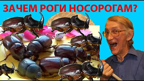 Зачем Жукам Носорогам Роги? Какие Бывают Роги и Носорогов? Жуки Носороги Будут Меряться Рогами?