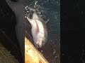 BIG TREVALLY FISH #short #vedio #big #trevally #fish #satisfying