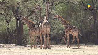 NamAgri - Kassandara For Sale Namibian Farm