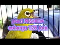 pleci viral NISHIDA 125 juta !!! masteran