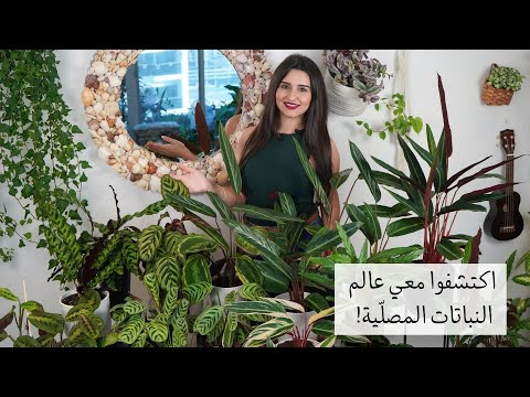 فيديو: ماذا يرمز نبات الصلاة؟