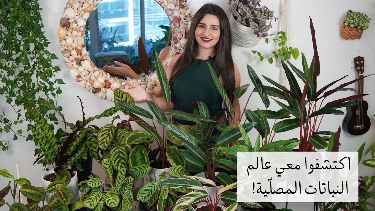 النباتات المصلّية: أنواعها وكيفية العناية بها Prayer Plants Calathea- Maranta- Ctenanthe- Stromanthe