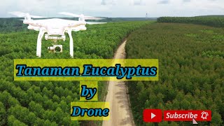 Tanaman eucalyptus by drone