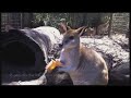 Native Australian Animals - Australian Wildlife Animals in Sanctuary