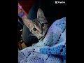 Zelda best of 2025#2025 #precious#beauty #bangle#sweet