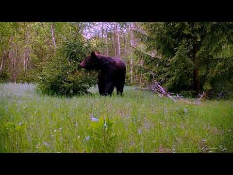 Лисица, косуля, лось, сойка и тот же медведь TRAIL CAMERAS IN THE WOODS