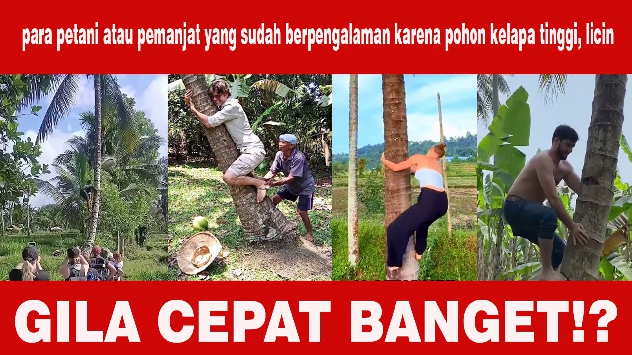 Pertama Kalinya Bule Coba Panjat Pohon Kelapa… Hasilnya Bikin Ketawa!!