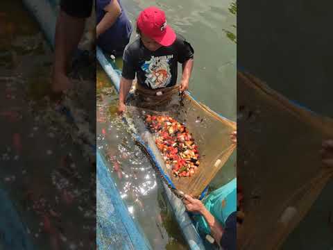 Video: Ikan Malek: peringkat perkembangan