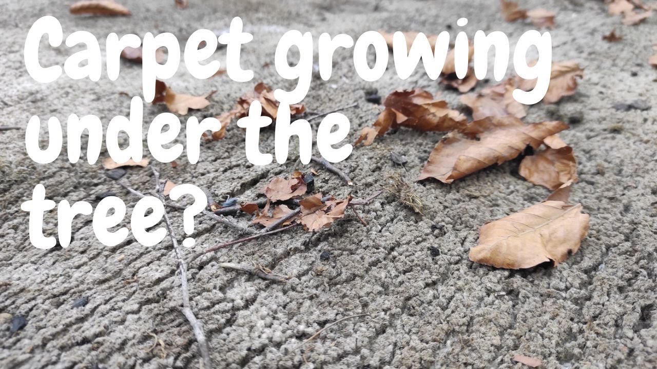 Carpet from under the tree...Carpet Cleaning, Satisfying Rug Washing ...
