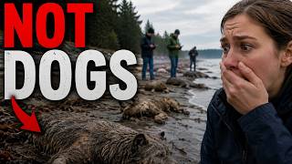 Mereka Mengira 21 Anjing Mati Terdampar di Pantai… | Kebenaran yang Mengejutkan Para Ilmuwan