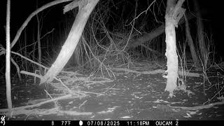 OU species monitoring 8.6.25- coyote sniffing camera