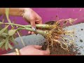 Grow adenium from cutting