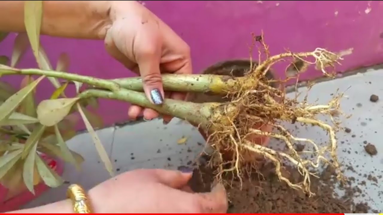 Grow adenium from cutting YouTube