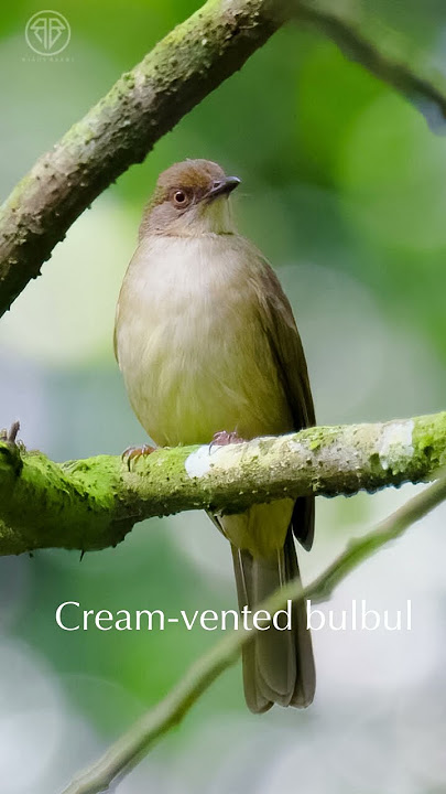 Cream Vented Bulbul ( Merbah Corok corok ).