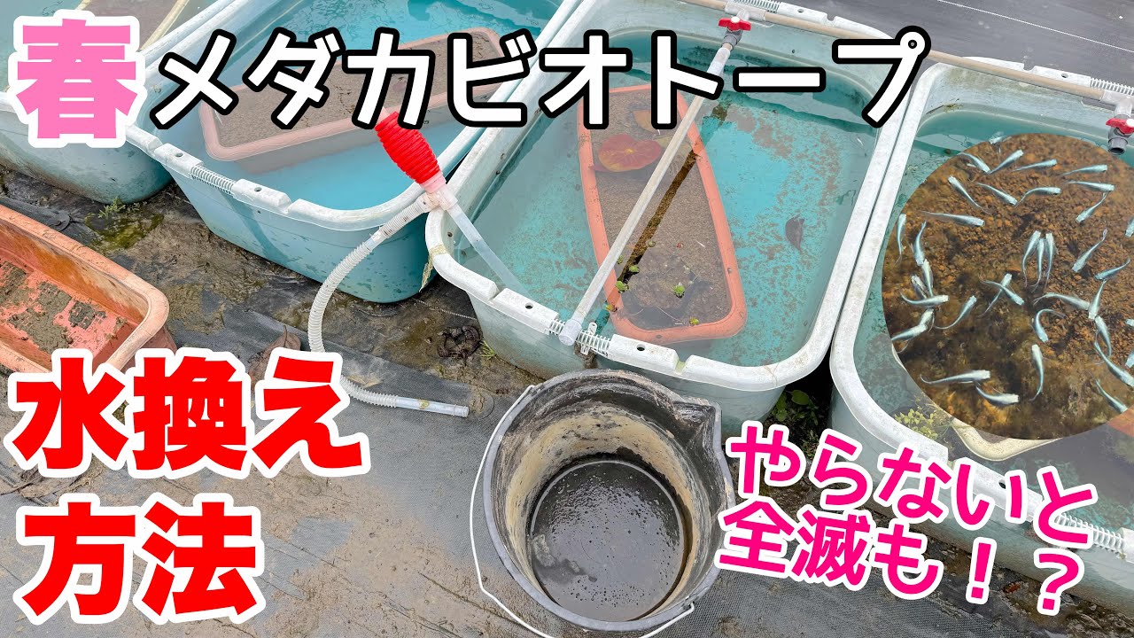 Is it bad if you don't do it? How to change the water in the