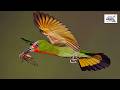 20 Beautiful Bird Songs from Around the World | Wild Birds in Nature#BirdSongs #WildBirds