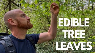 Edible Tree Leaves (Spring Foraging)
