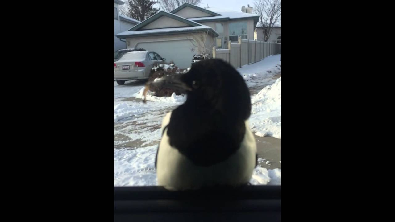 Crow smokes a joint auf YouTube ansehen Crow smokes a joint auf YouTube ansehen