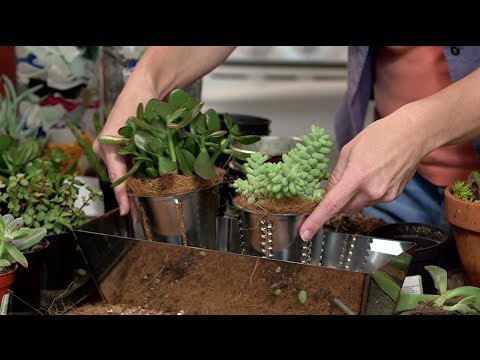 How to Plant an Indoor Succulent Garden with Horticulture specialist Gina Iliopoulos