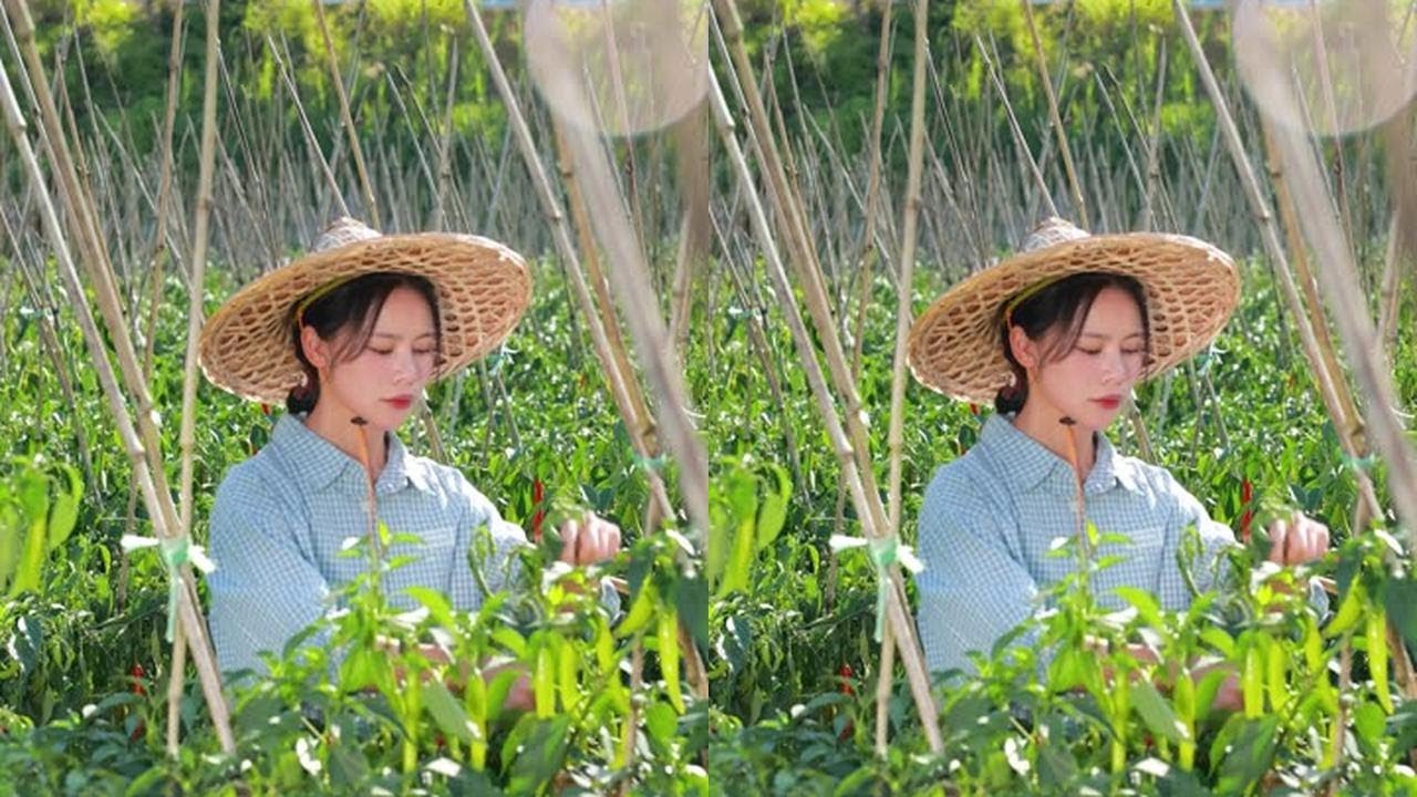 秋收的头彩是地里窜得最快的红辣椒，摘回来熬成了双椒酱辣味十足～#记录我的农村生活 #农村美食