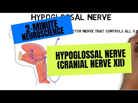 2-Minute Neuroscience: Hypoglossal Nerve (Cranial Nerve XII)