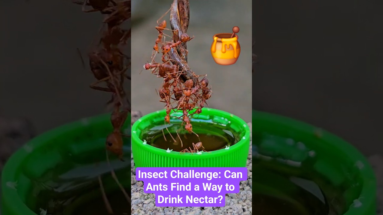 Insect Challenge: Can Ants Find a Way to Drink Nectar? 🐜🍯
