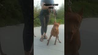 Pharaoh Hound dogs #dog #animals #short #shorts #dogs #shortsfeed #shortvideos #views #pharaoh