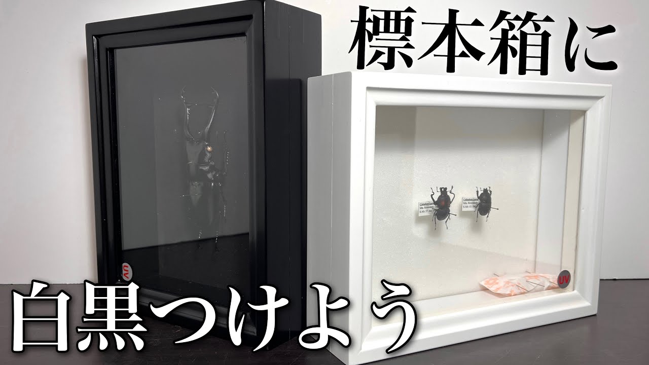 白と黒】スタイリッシュ標本箱の紹介 - YouTube