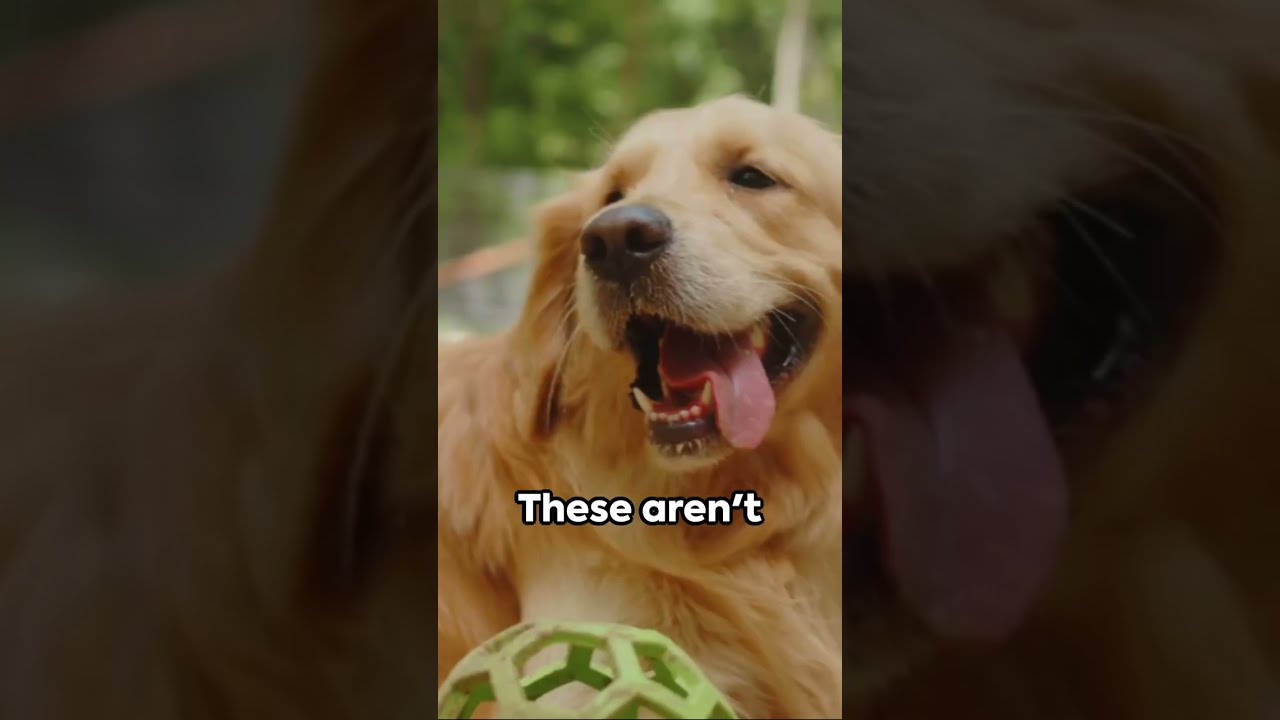 Furry Frenemies  Epic Cat vs  Dog Showdo