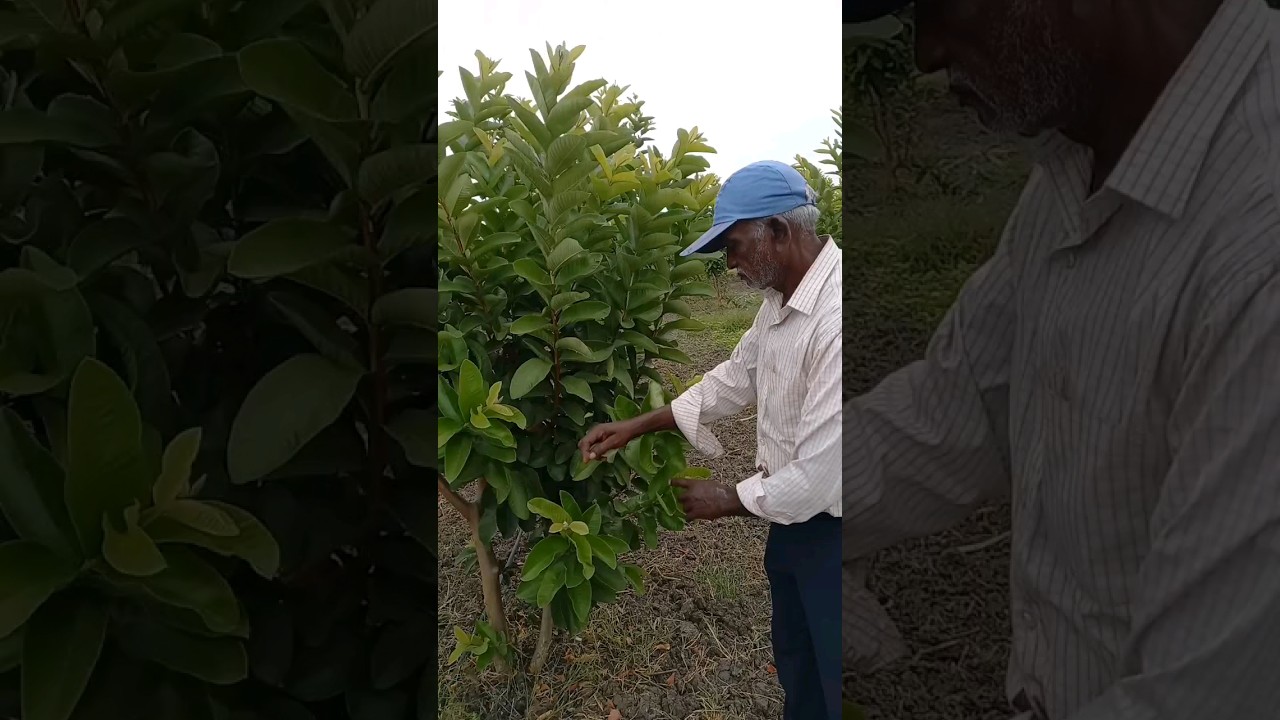 How to Prune Guava Trees without cutter 