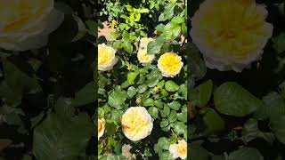 Roses are Here! #roses #gardening #spring